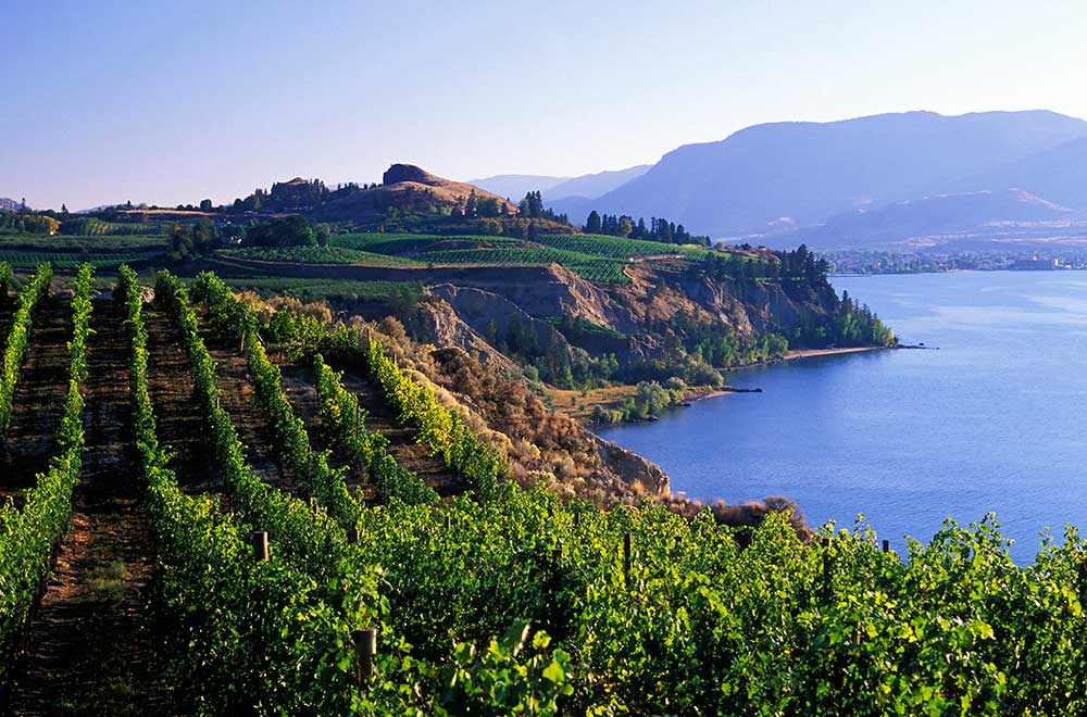 Okanagan vineyard